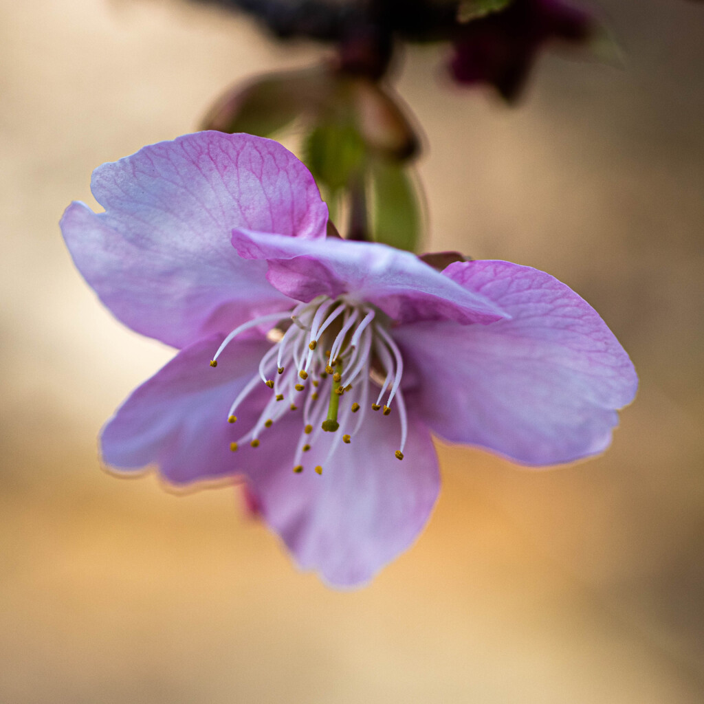 河津桜咲く　Ⅲ