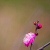 初春の紅　Ⅱ