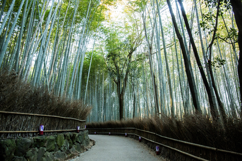 嵯峨野 竹林の道