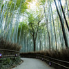 嵯峨野 竹林の道
