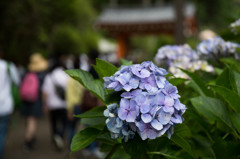 三室戸寺の紫陽花