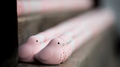 一願成就の鳩、鳩、鳩、鳩･･･