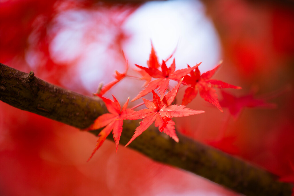 雨に濡れる紅葉　Ⅲ