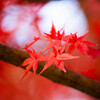 雨に濡れる紅葉　Ⅲ
