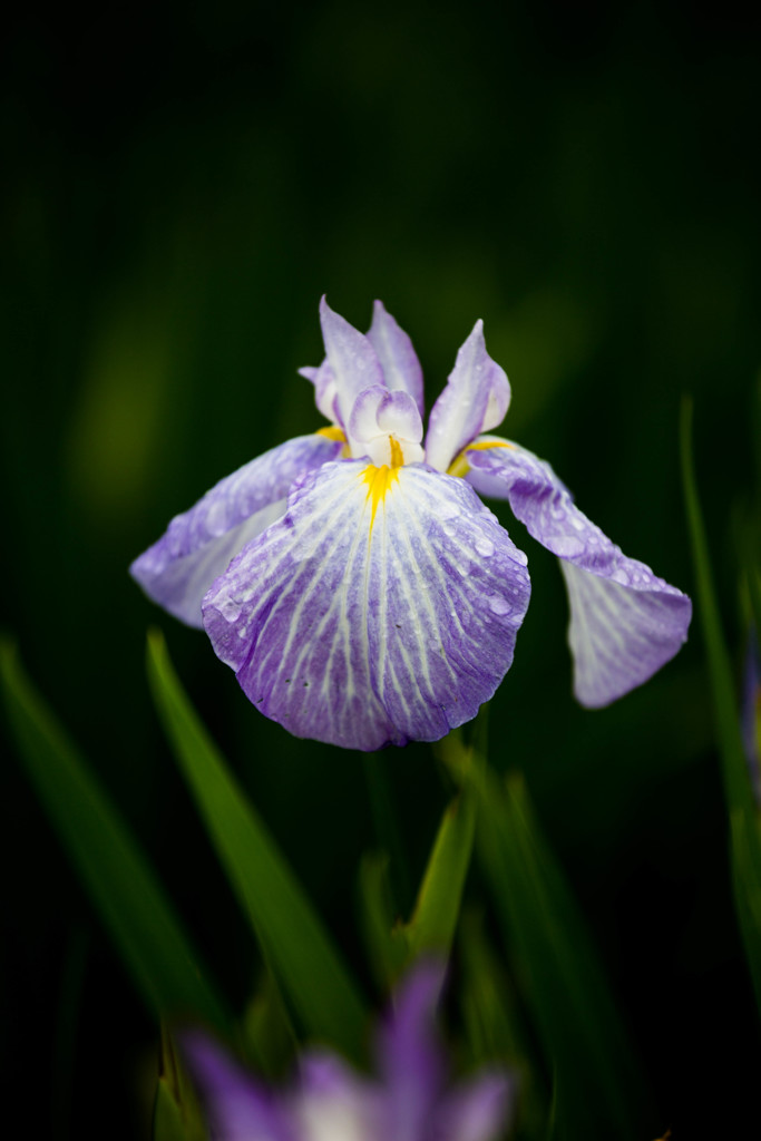 花菖蒲