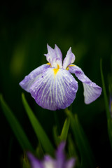 花菖蒲