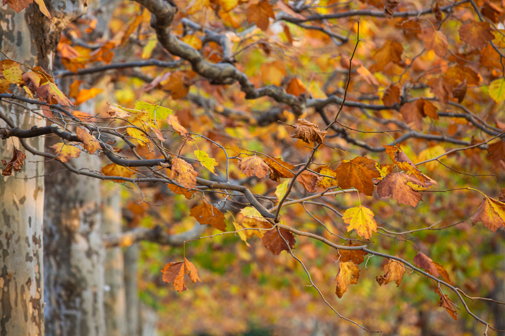 Autumn Colors　Ⅲ