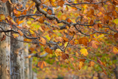 Autumn Colors　Ⅲ