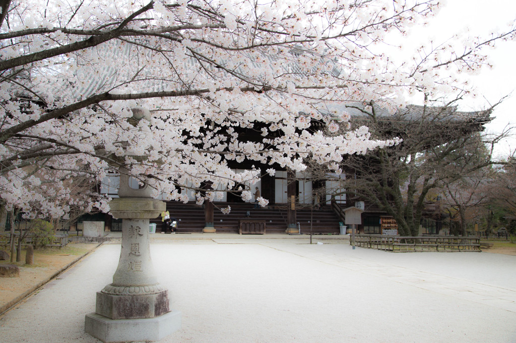 真如堂の桜