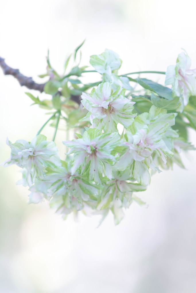 緑の桜