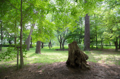 京都御苑の森