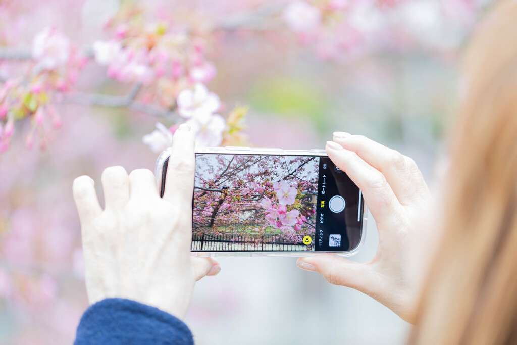 河津桜を撮る