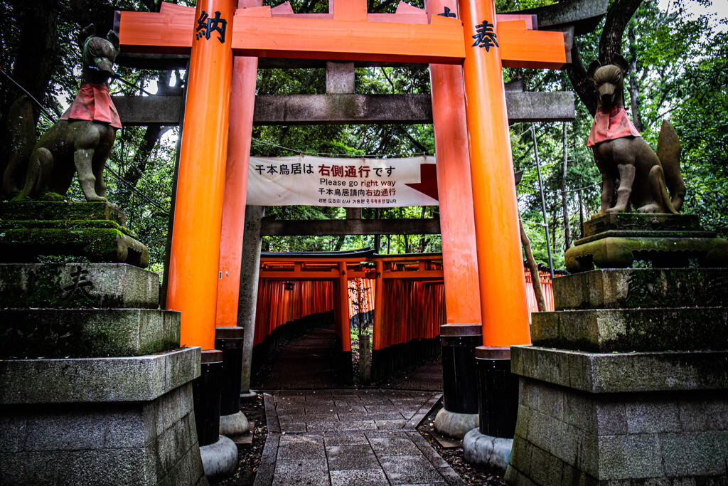 『いざ、千本鳥居』