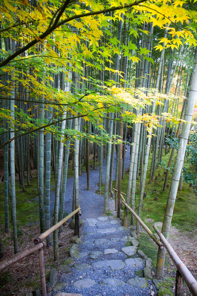 圓光寺へようこそ