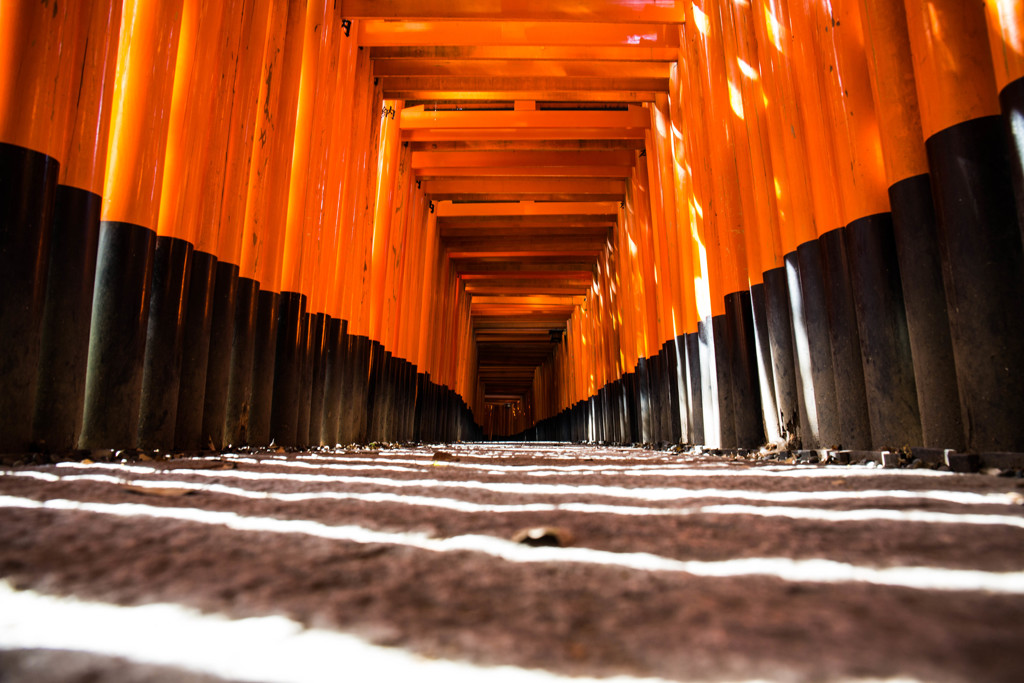 『ゼブラの花道』