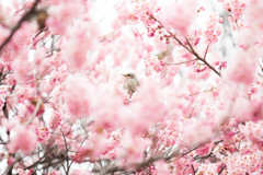 椿寒桜とヒヨドリ