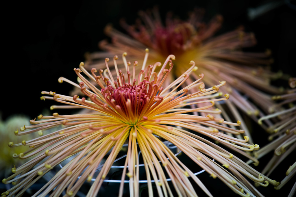 菊の花　Ⅰ