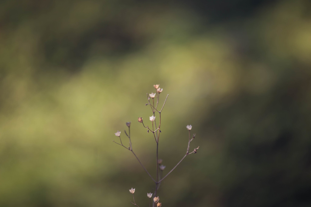 小さな小さな晩秋の花･･･。