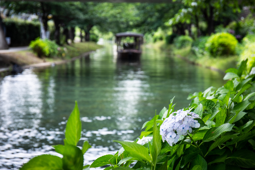 紫陽花の季節の伏見　Ⅱ