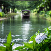 紫陽花の季節の伏見　Ⅱ