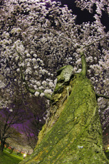 夜桜-大阪城北公園-