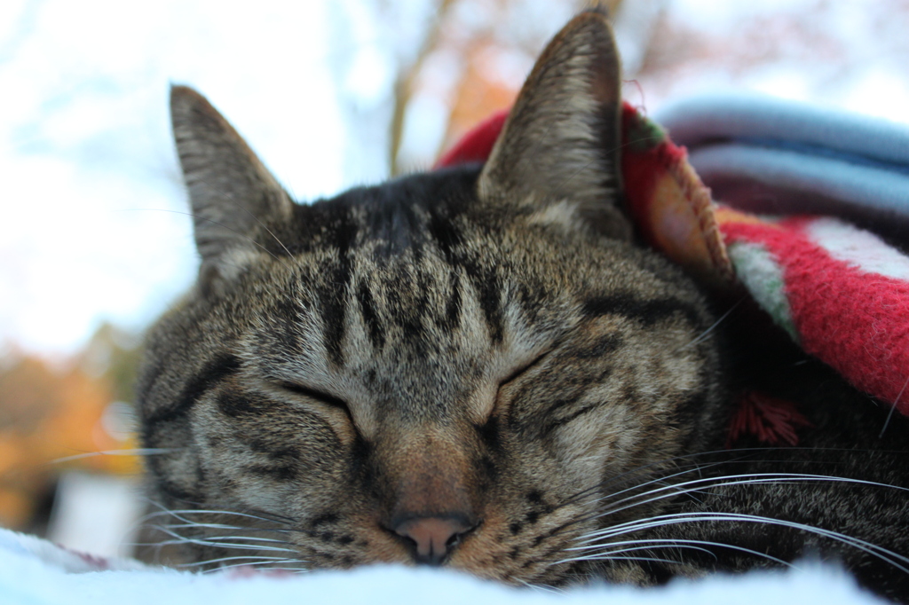 大原ねこ