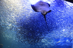 京都水族館