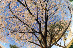 夜桜①