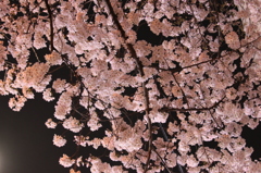 夜桜2012