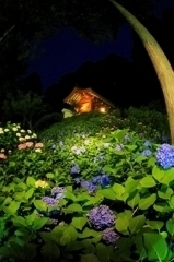三室戸寺のあじさい園