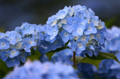 雨降り紫陽花