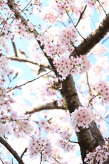 春の光