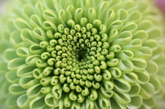 拡大の緑