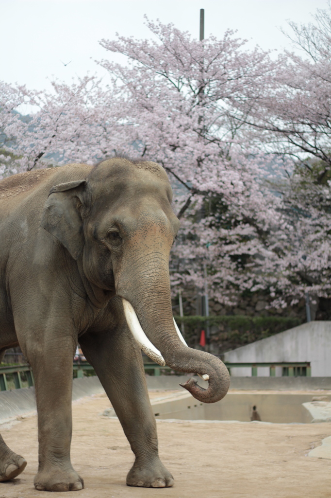 春のゾウ