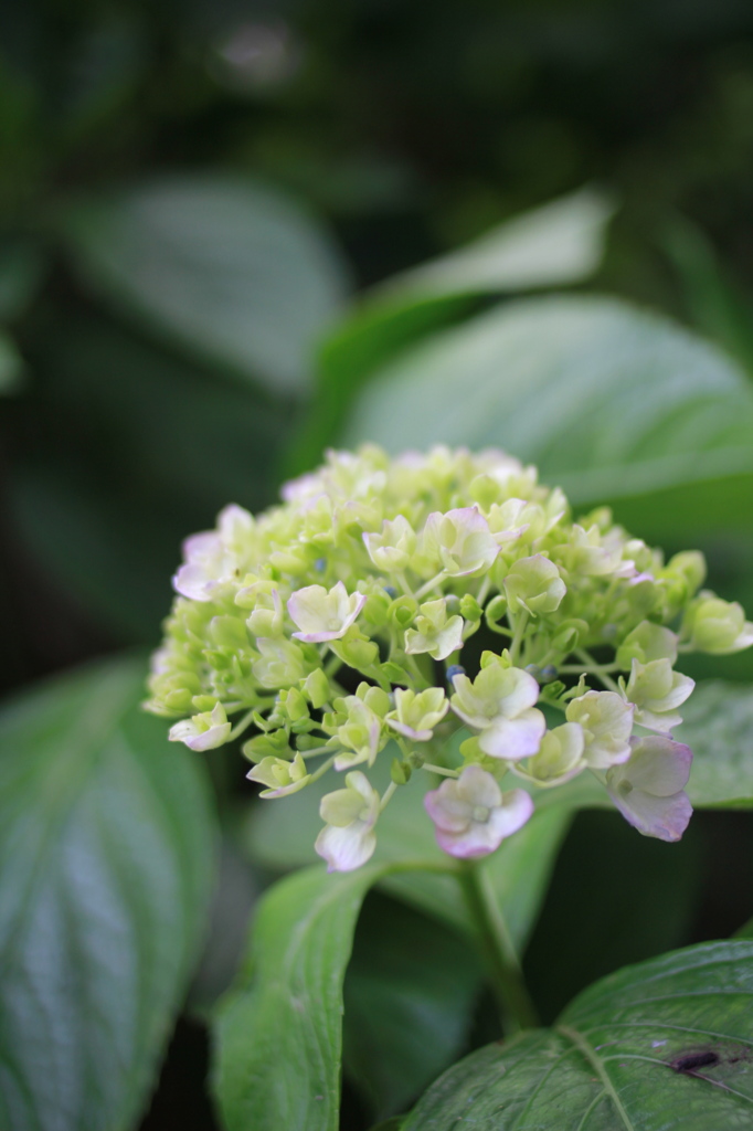 京の紫陽花