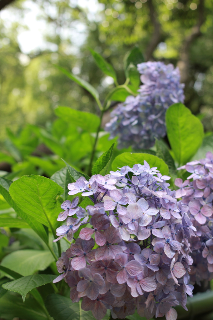 京の紫陽花