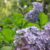 京の紫陽花