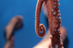 Octopus legs