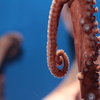 Octopus legs
