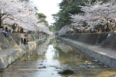 桜2012−4
