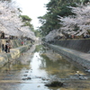 桜2012−4