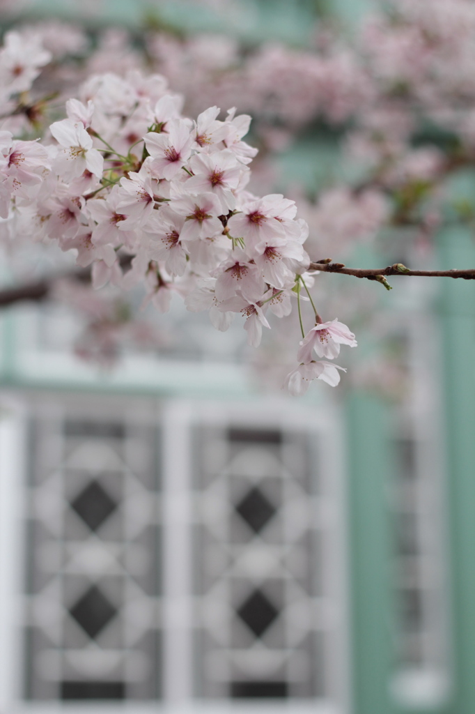 居留地の桜