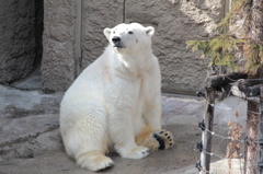 polar bearオスワリ