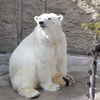 polar bearオスワリ