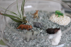気がついたら、サンゴ参上。