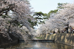 桜2012−3