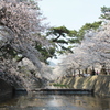 桜2012−3