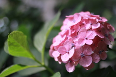 京の紫陽花