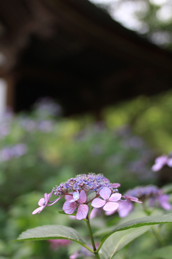 京の紫陽花