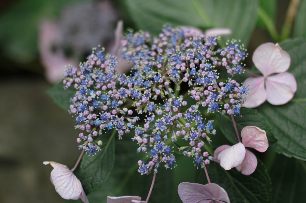 京の紫陽花